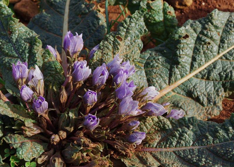 Chania topoguide: Mandragoras officinarum