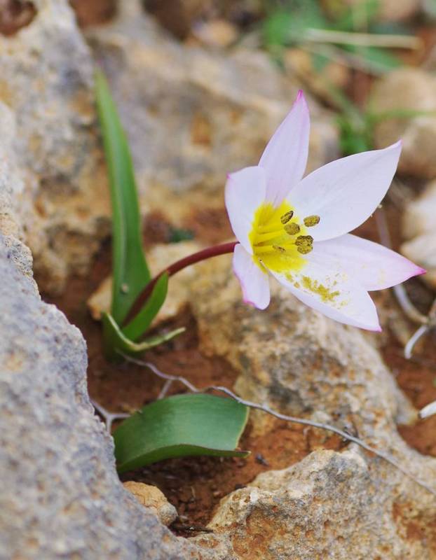 Chania topoguide: Tulipa cretica