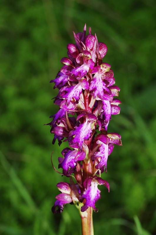 Γραμβούσα topoguide: Himantoglossum robertianum