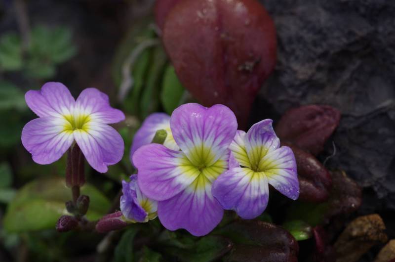 Gramvoussa topoguide: Malcolmia flexuosa