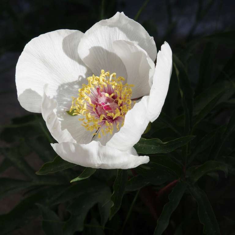 Λευκά Όρη: Παιώνια του Clusius (Paeonia clusii)