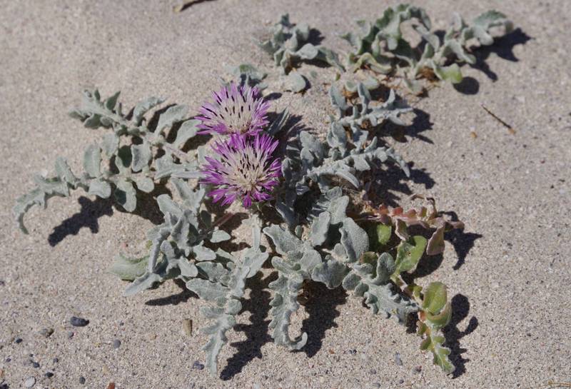 Flora of Elafonisi-Sougia area: Centaurea pumilio Flora of Elafonisi-Sougia area: Centaurea pumilio