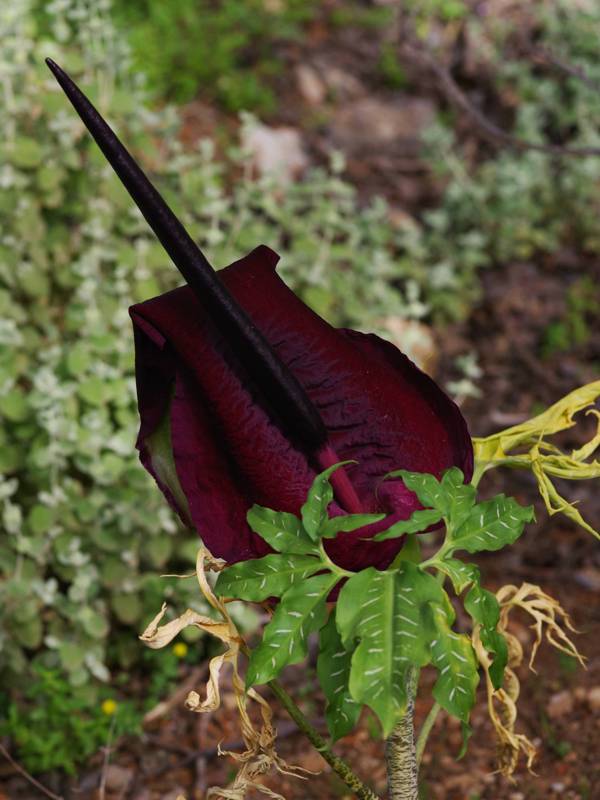 Flora of Elafonisi-Sougia area: Dracunculus vulgaris Flora of Elafonisi-Sougia area: Dracunculus vulgaris