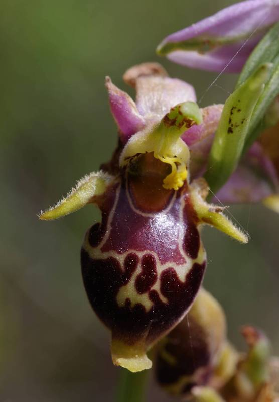 Flora of Elafonisi-Sougia area: Ophrys heldreichi