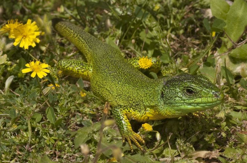 Alonissos topoguide: Reptiles of Alonissos Alonissos topoguide