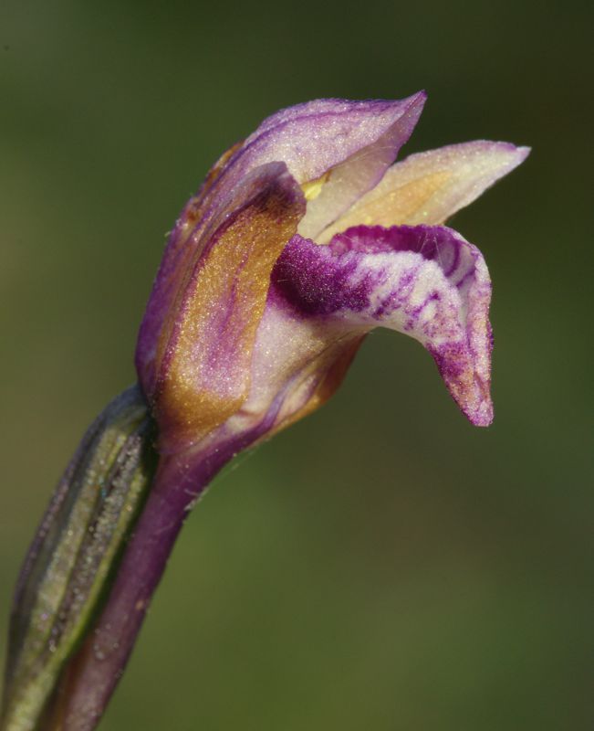 Alonnisos topoguide: Orchids of Alonnisos Alonnisos topoguide
