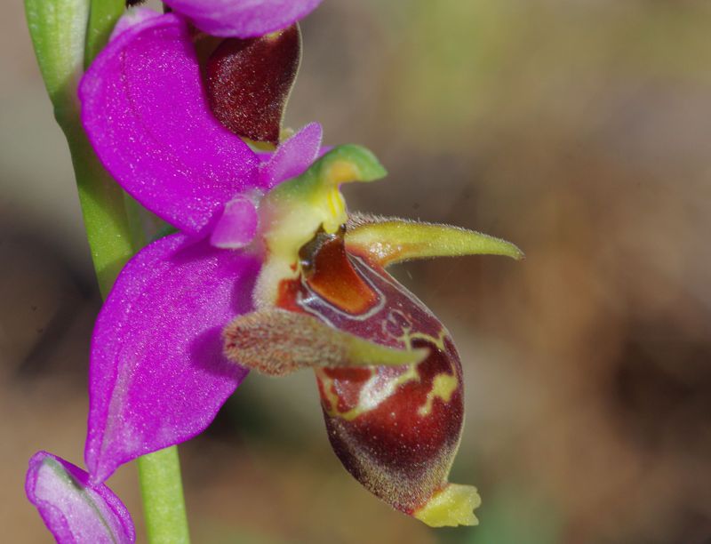 Alonnisos topoguide: Orchids of Alonnisos Alonnisos topoguide