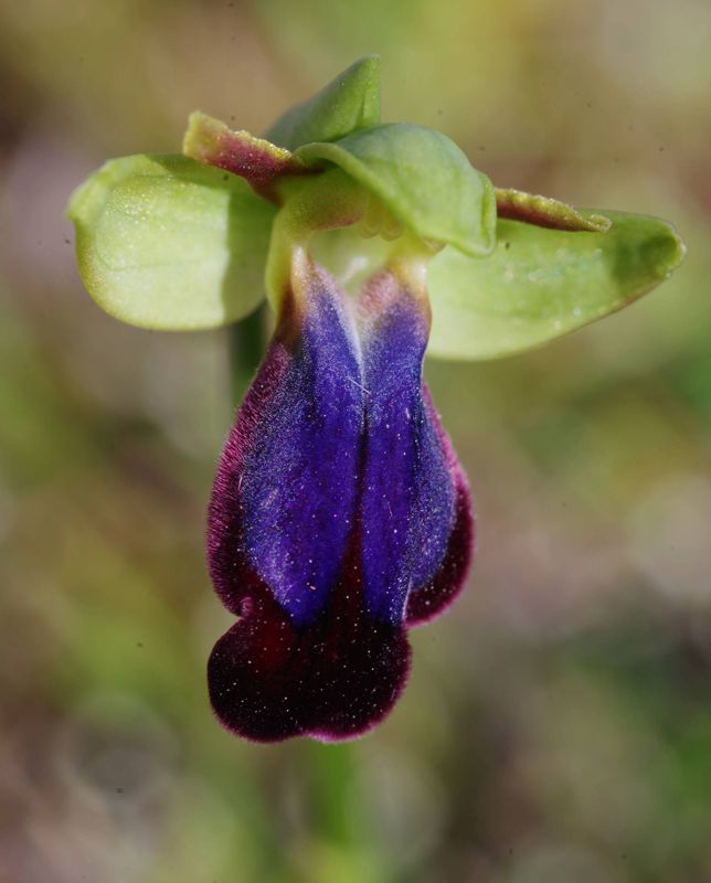 Alonnisos topoguide: Orchids of Alonnisos Alonnisos topoguide