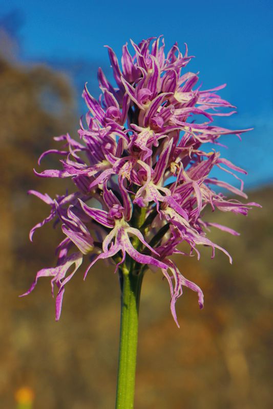 Alonnisos topoguide: Orchids of Alonnisos Alonnisos topoguide
