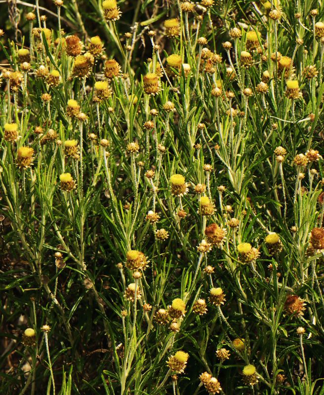 Alonnisos topoguide: Flora of Alonnisos Alonnisos topoguide