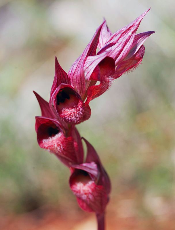 Alonnisos topoguide: Orchids of Alonnisos Alonnisos topoguide