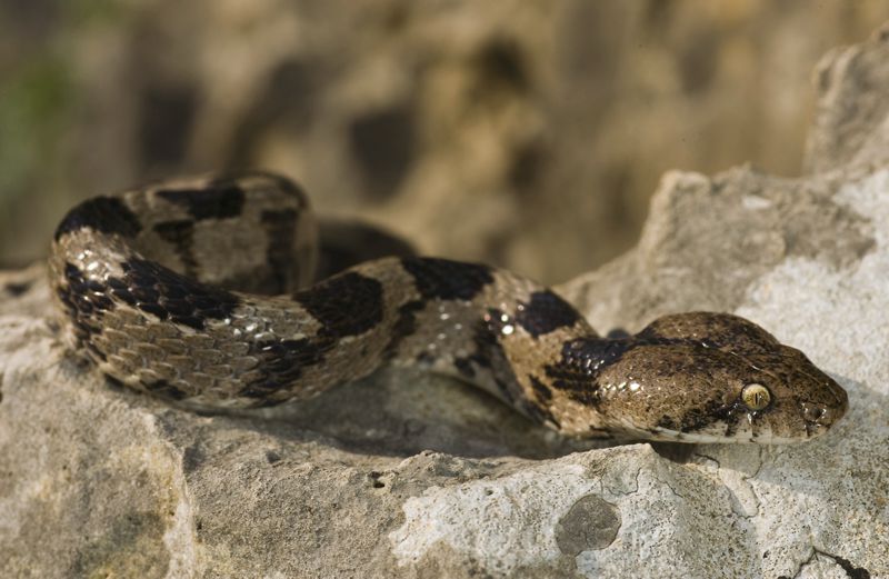 Alonissos topoguide: Reptiles of Alonissos Alonissos topoguide