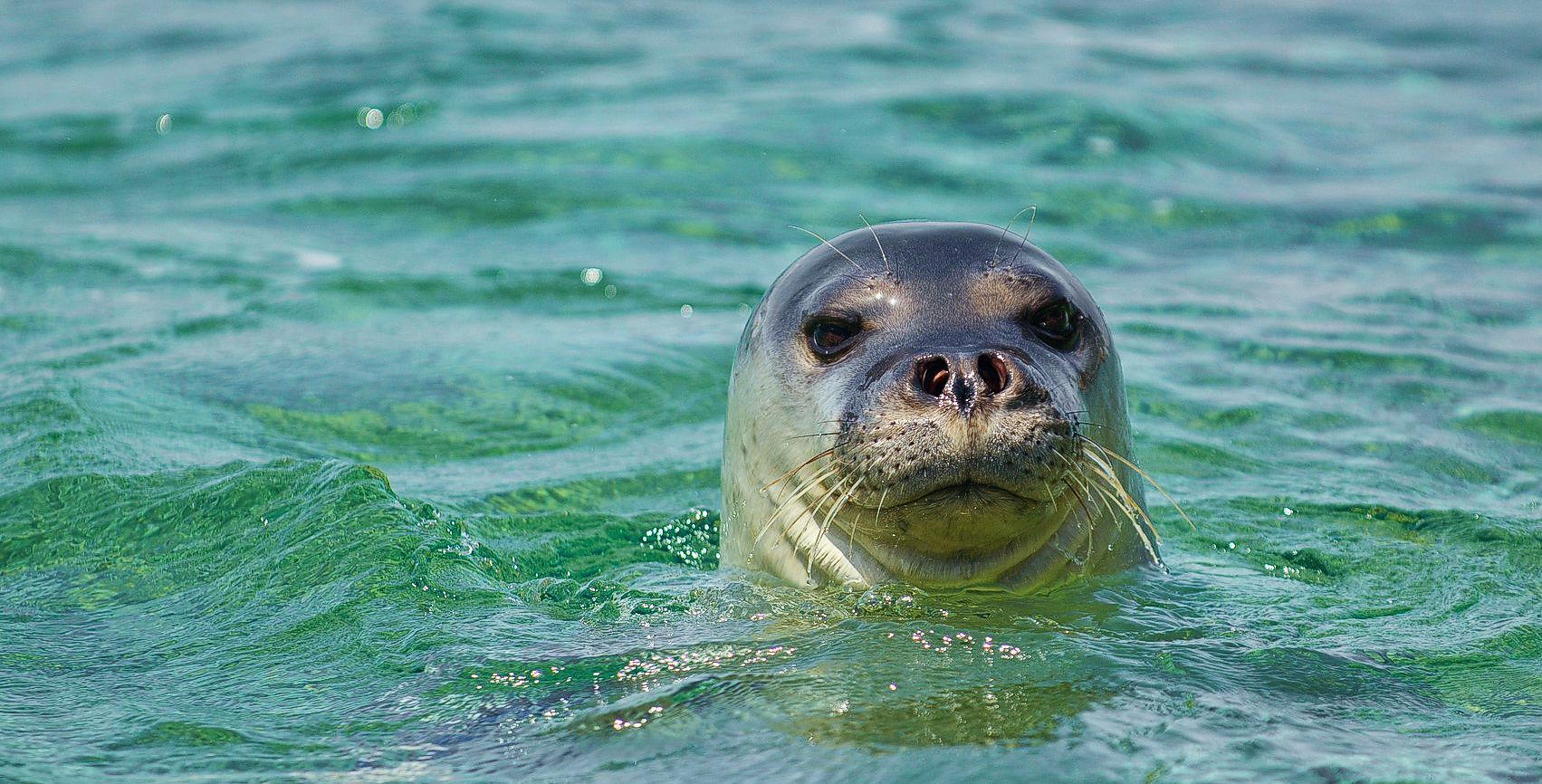 Alonissos topoguide: Fauna of Alonnisos