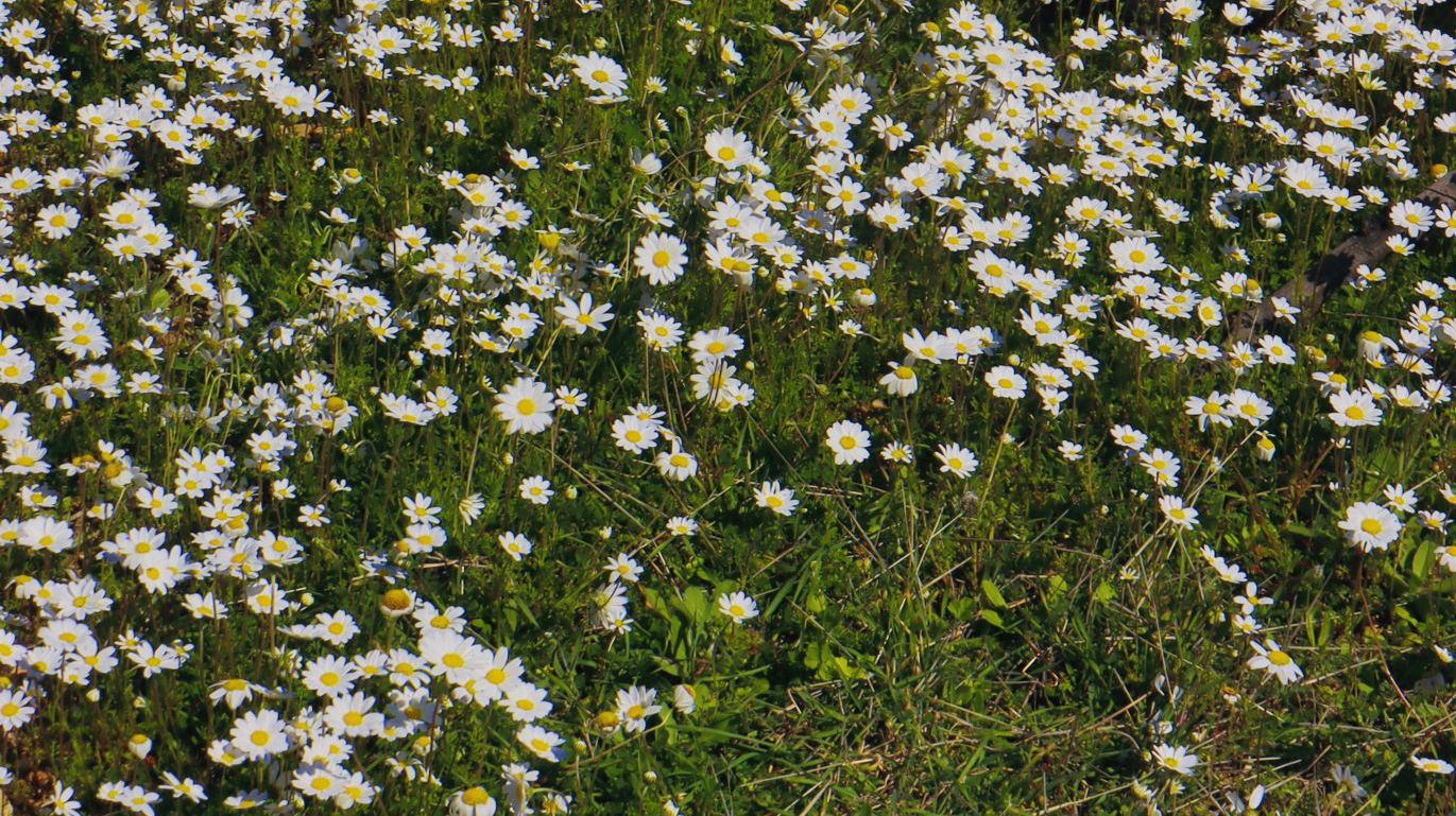 Alonnisos topoguide: Flora of Alonnisos