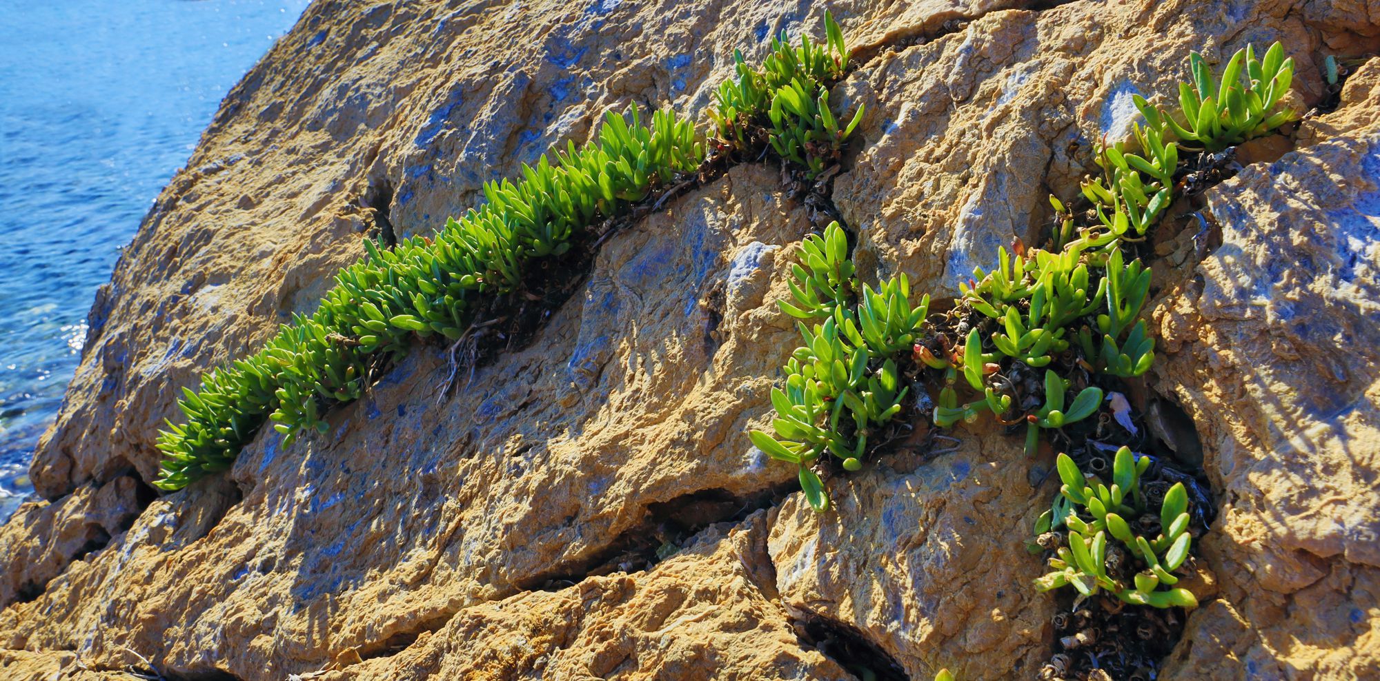 Alonnisos topoguide: Vegetation of Alonnisos Alonnisos topoguide: Vegetation of Alonnisos