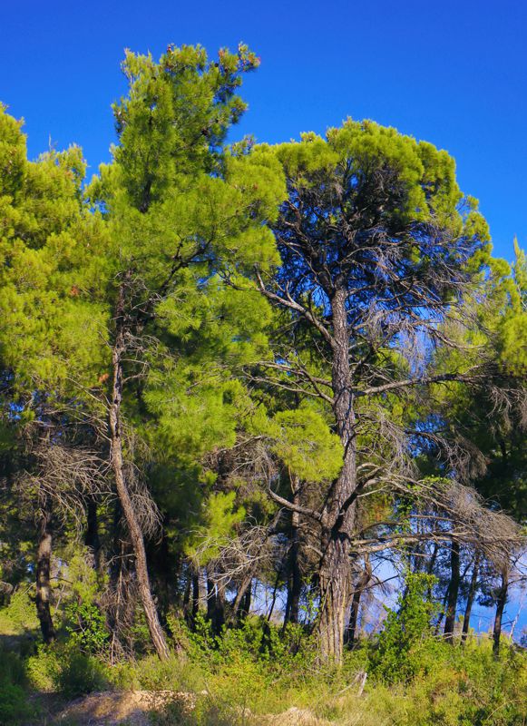 Alonnisos topoguide: Aleppo pine stands near Mavri Pounta Alonnisos topoguide