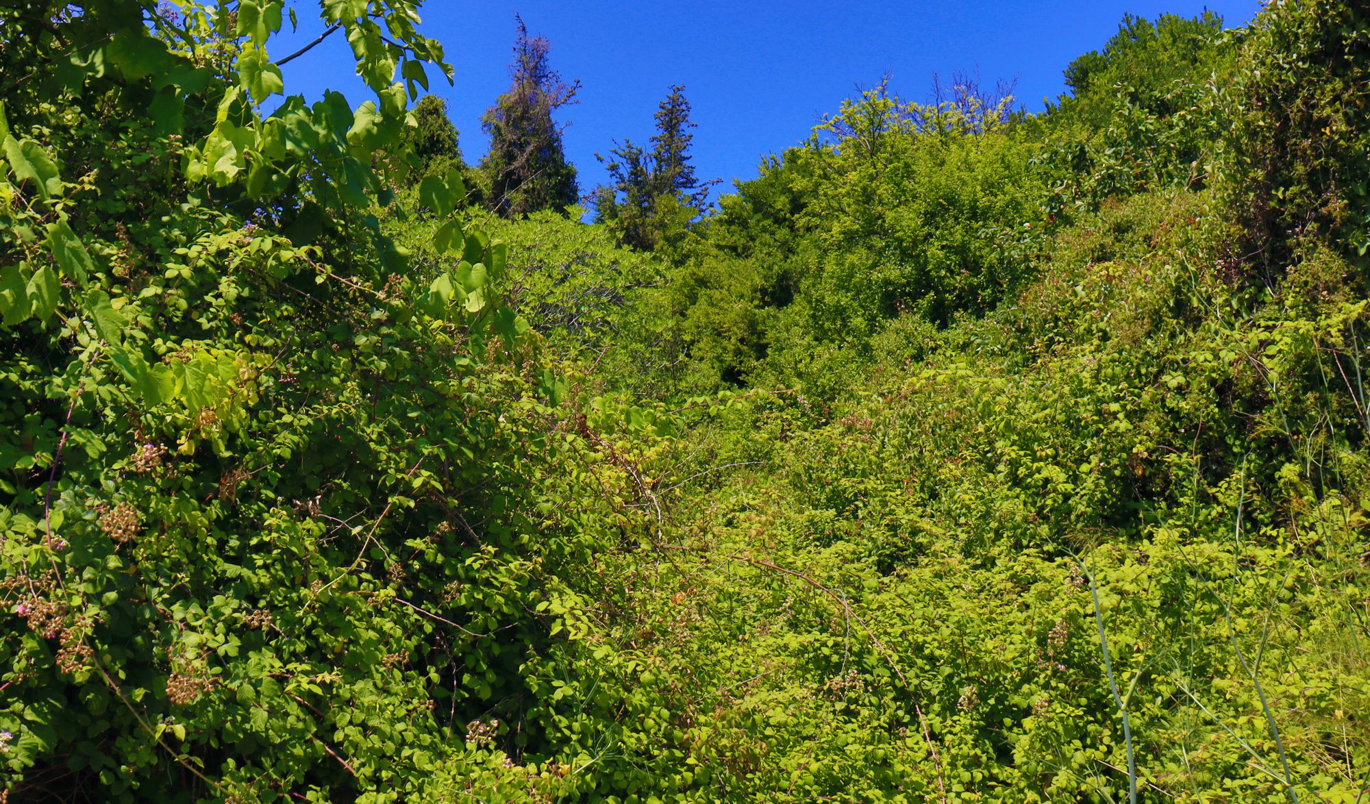 Alonnisos topoguide: Vegetation of Alonnisos Alonnisos topoguide: Vegetation of Alonnisos