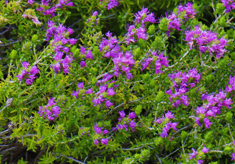 Alonnisos topoguide: Θυμάρι (Coridothymus capitatus) Alonnisos topoguide