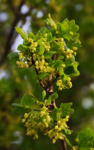 Alonissos: Cretan maple