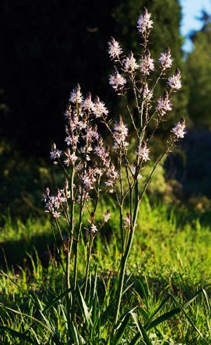 Αλόννησος: Asphodelus ramosus