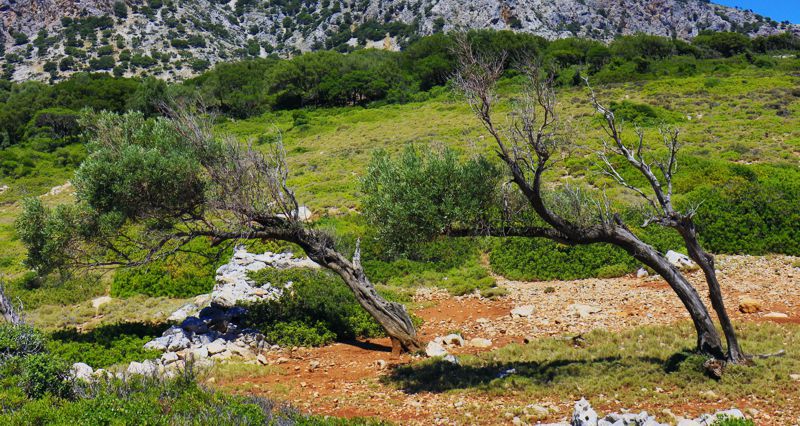 Αλόννησος, Η βλάστηση των ακτών