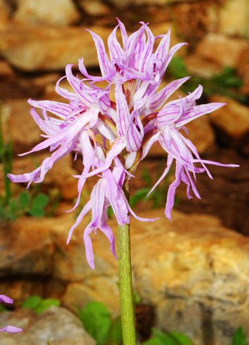 Αλόννησος: Orchis italica Αλόννησος: Orchis italica