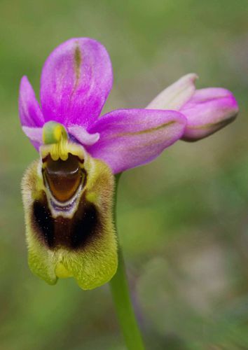 Αλόννησος: Orchis italica Αλόννησος: Orchis italica