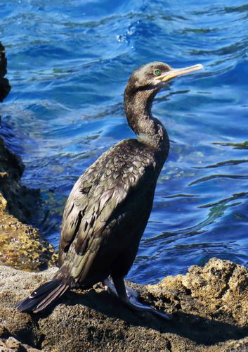 Alonnisos: The Cormorant