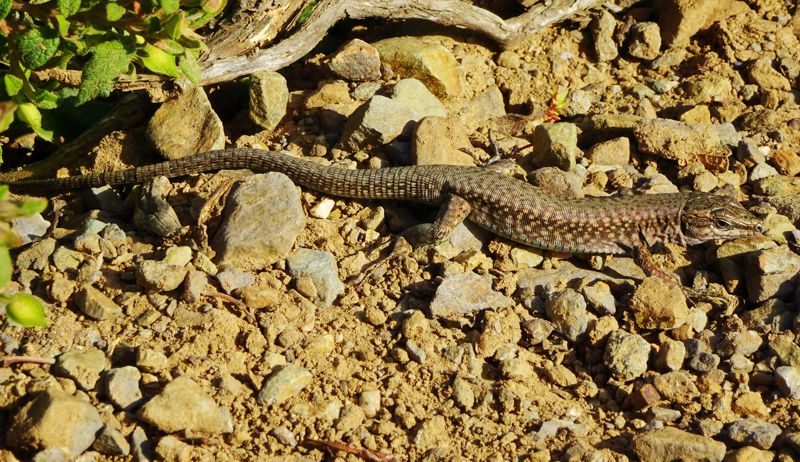 Alonnisos: Erhard's wall lizard (Podarcis erhardii)