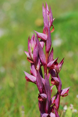 Αλόννησος: Serapias bergonii Αλόννησος: Serapias bergonii