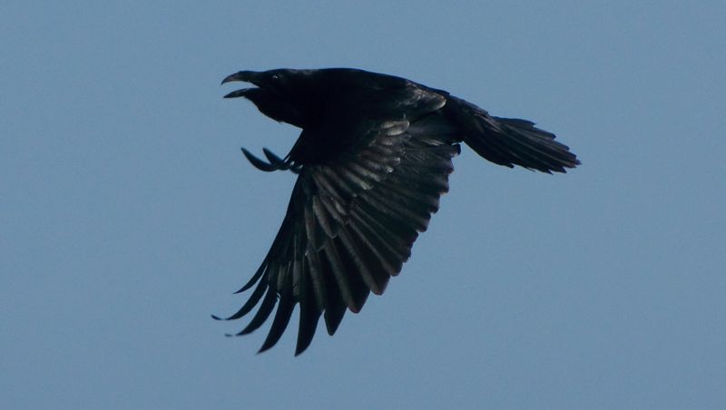 Alonnisos: The Raven