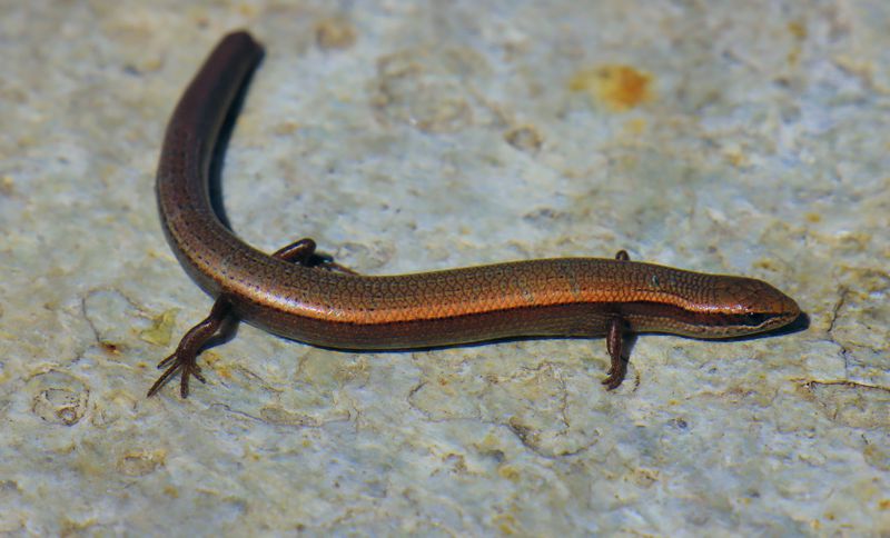 Αλόννησος, Ablepharus kitaibelii Αλόννησος, Ablepharus kitaibelii