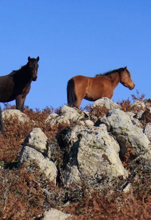 Πελόπη-Βίγλα: Στις δυσπρόσιτες πλαγιές της Βίγλας βόσκουν ελεύθερα άλογα Πελόπη-Βίγλα