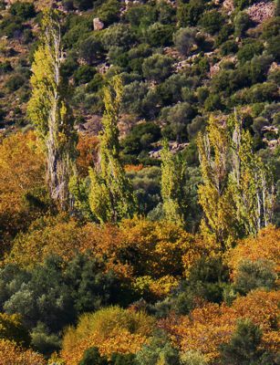 Μονές Λειμώνος και Μυρσινιώτισσας: Παρόχθια βλάστηση Μονές Λειμώνος και Μυρσινιώτισσας