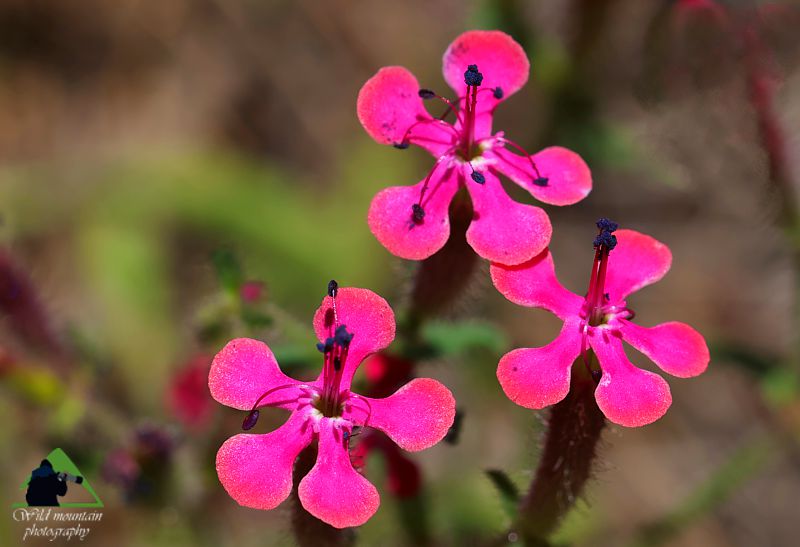 Πόρος και Τροιζηνία: Saponaria calabrica Πόρος-Τροιζηνία topoguide