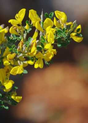 Πόρος, Βαγιωνιά: Ασπάλαθος (Calicotome villosa)