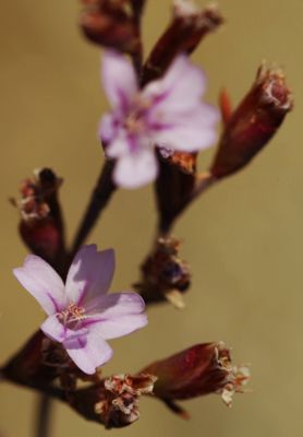 Φάρος Ντάνα: Limonium aegeum