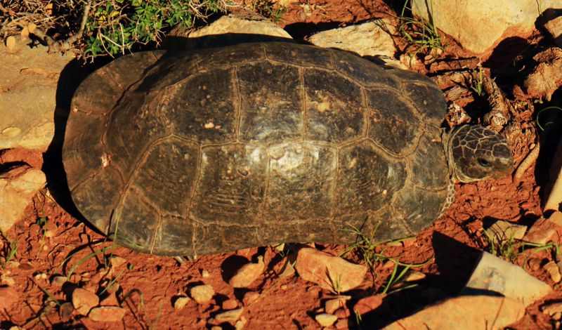 Ακρωτήρι Κοκορέλλι: Testudo marginata