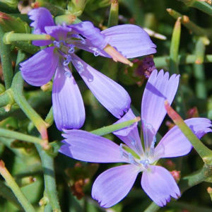 Σταμναγκάθι (Cichorium spinosum)