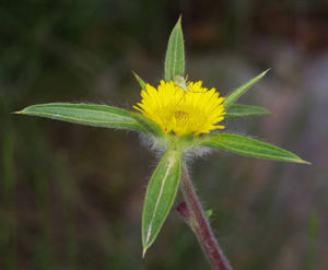 Καρφόχορτο (Pallenis spinosa)