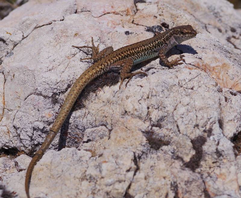 Μικρή Αττική