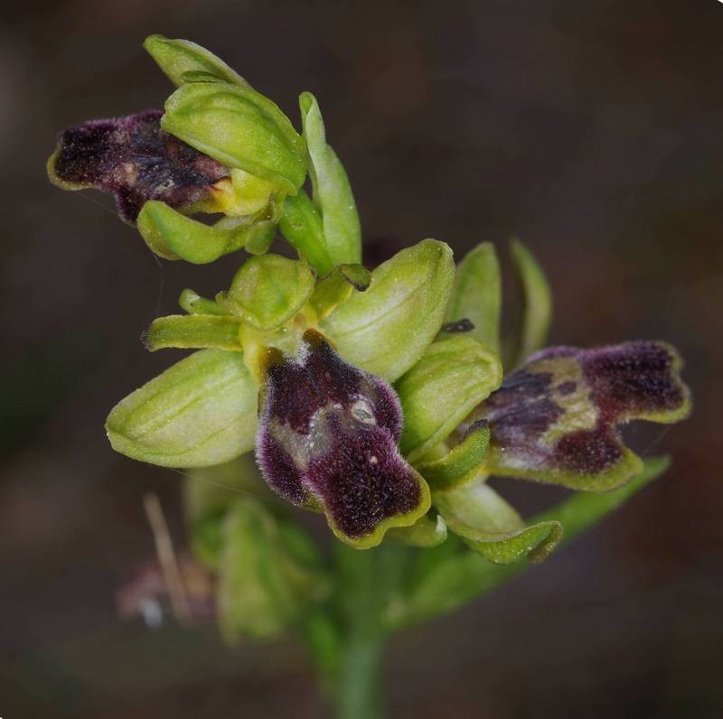 Hydra topoGuide: Ophrys cinereophila