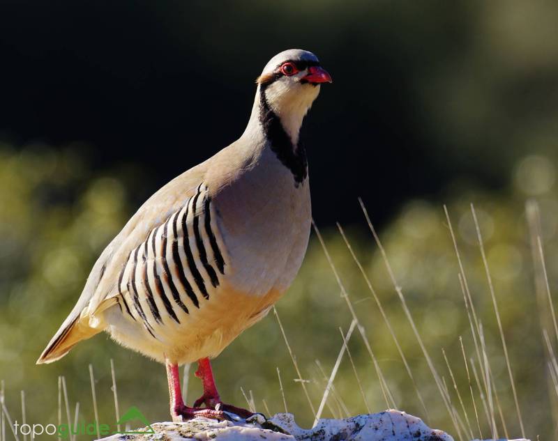 Amorgos topoguide: Chucar partridge (Alectoris chucar) Amorgos topoguide