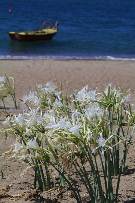 Elafonisos topoguide:Pancratium maritimum