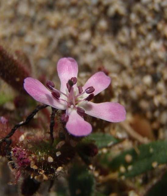 Ελαφόνησος topoguide: Το στενοτοπικό ενδημικό Saponaria jagelii