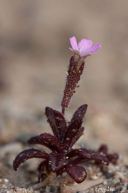 Ελαφόνησος topoguide: Silene sedoides