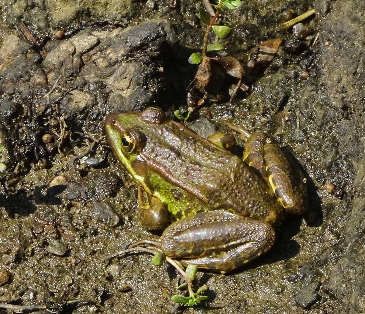 Κύθνος: Ελληνικός Βαλτοβάτραχος (Pelophylax kurtmuelleri) στη λούτσα του Κόλυμπου Κύθνος: Ελληνικός Βαλτοβάτραχος (Pelophylax kurtmuelleri) στη λούτσα του Κόλυμπου