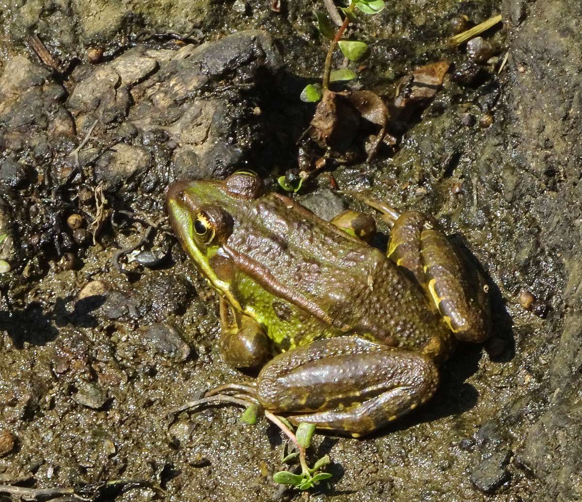 Κύθνος: Ελληνικός Βαλτοβάτραχος (Pelophylax kurtmuelleri) στη λούτσα του Κόλυμπου