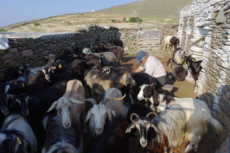 Κύθνος: Η στάνη στον Κατακέφαλο