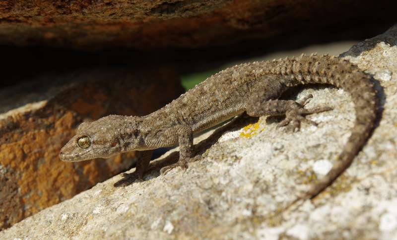 Κύθνος: Κυρτοδάκτυλος (Mediodactylus kotschyi)